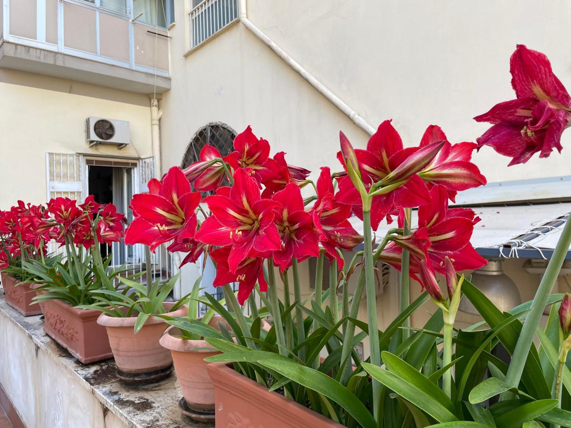 Il Giglio Rosso Apartment Naples Exterior photo